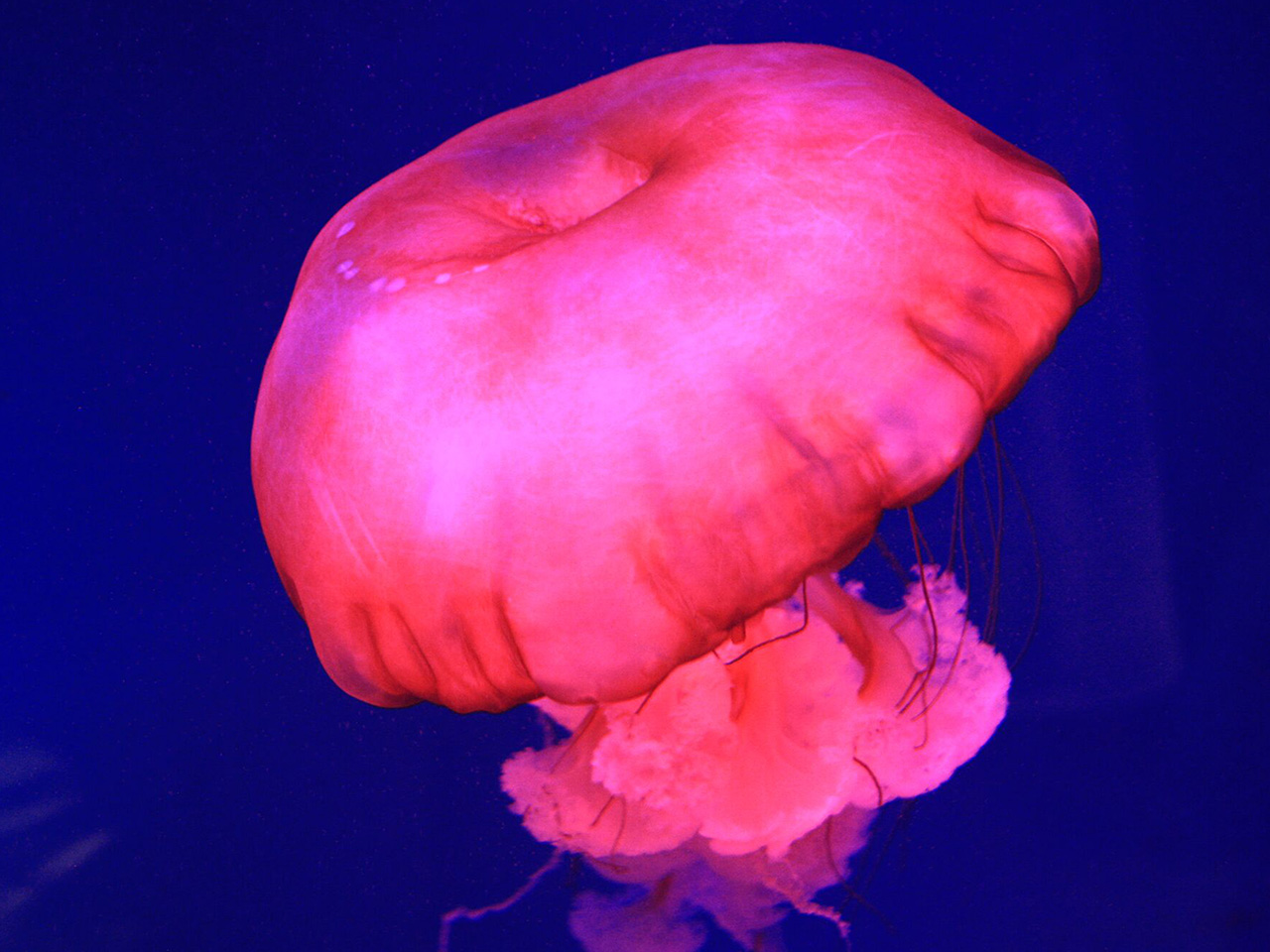 Dubai Aquarium