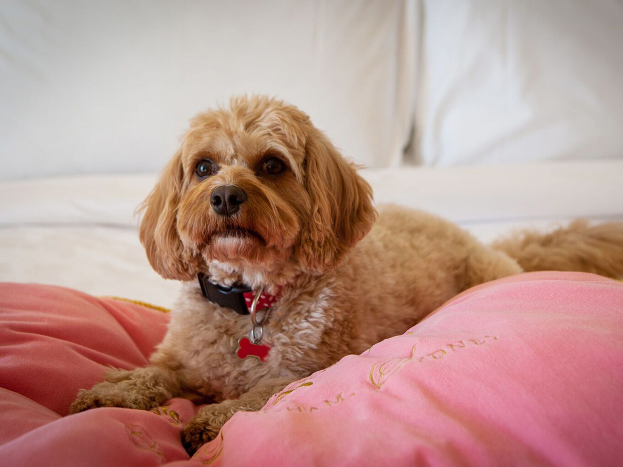 The Langham Sydney Pampered Pets