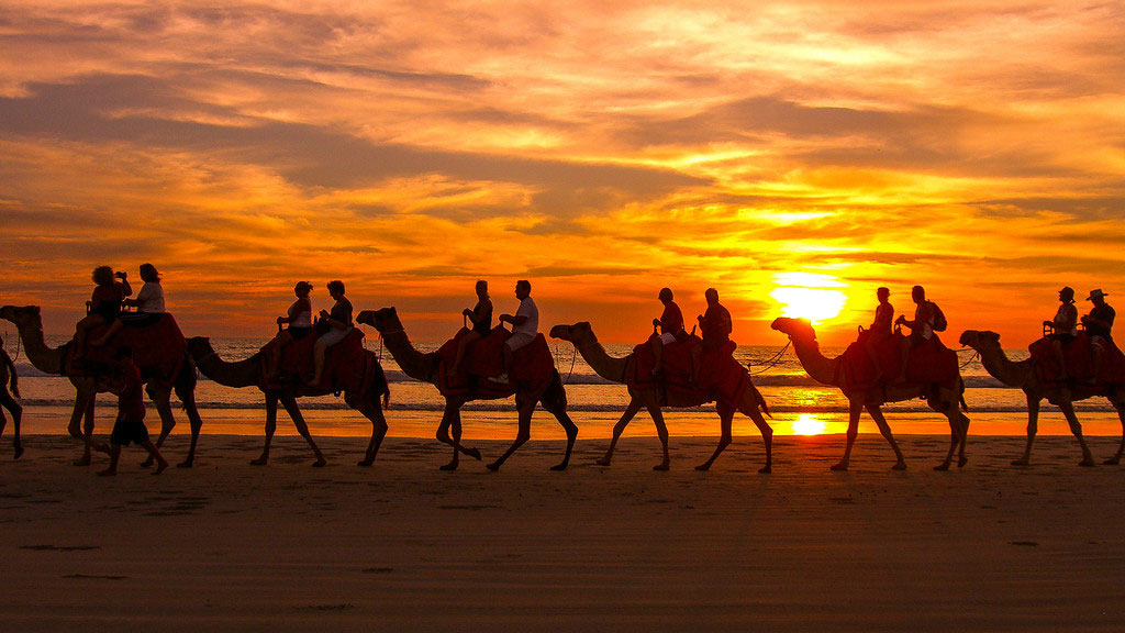 Broome camels on beach