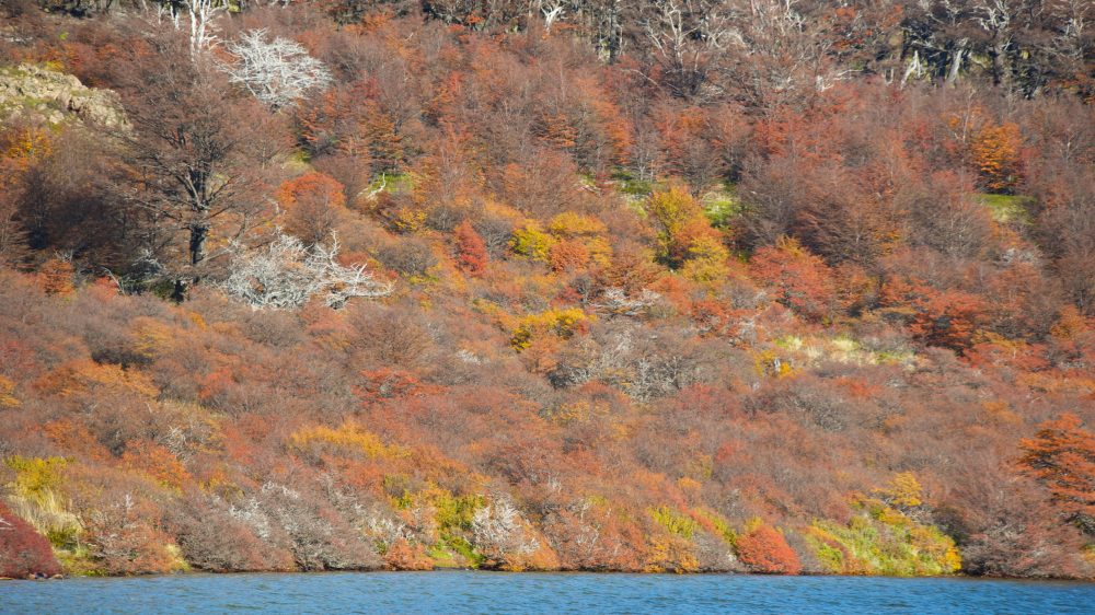 Autumn foliage in Los Glaciares National Park