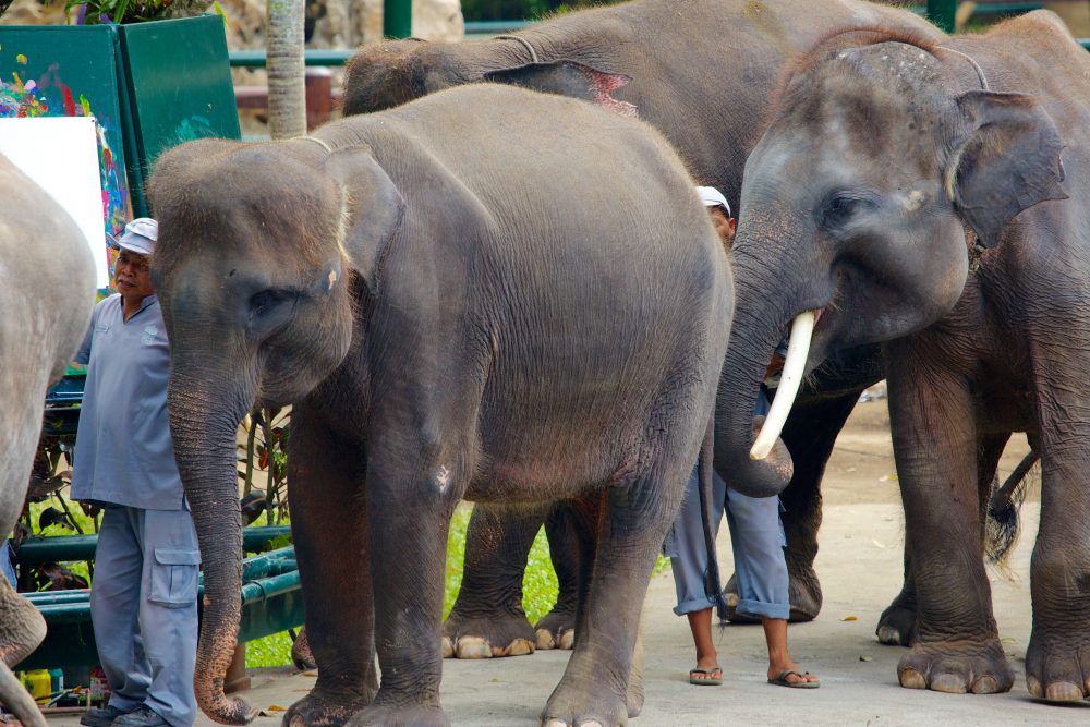Elephanta at Bali Safari and Marine Park in Indonesia