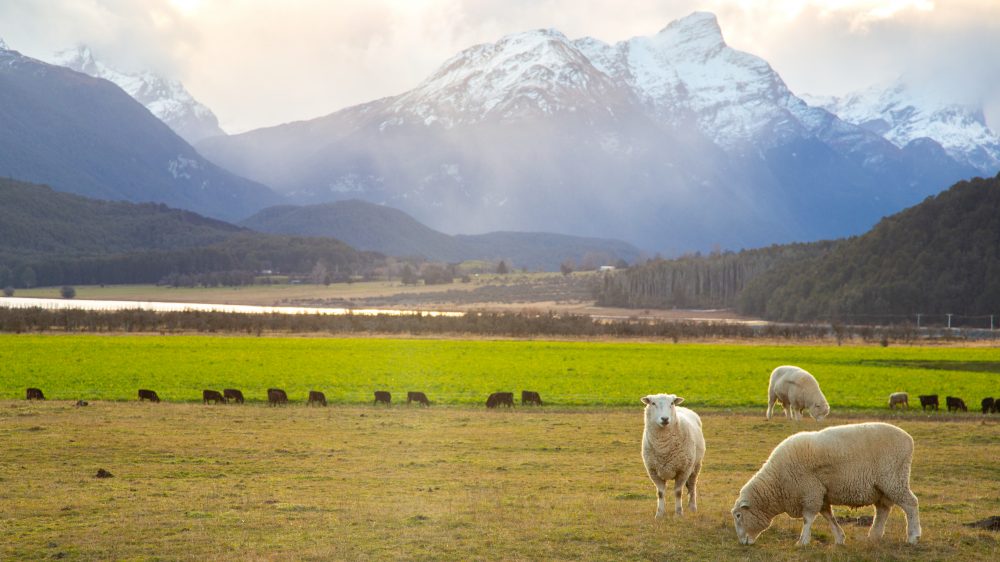 Grazing sheep and mountains in Glenorchy