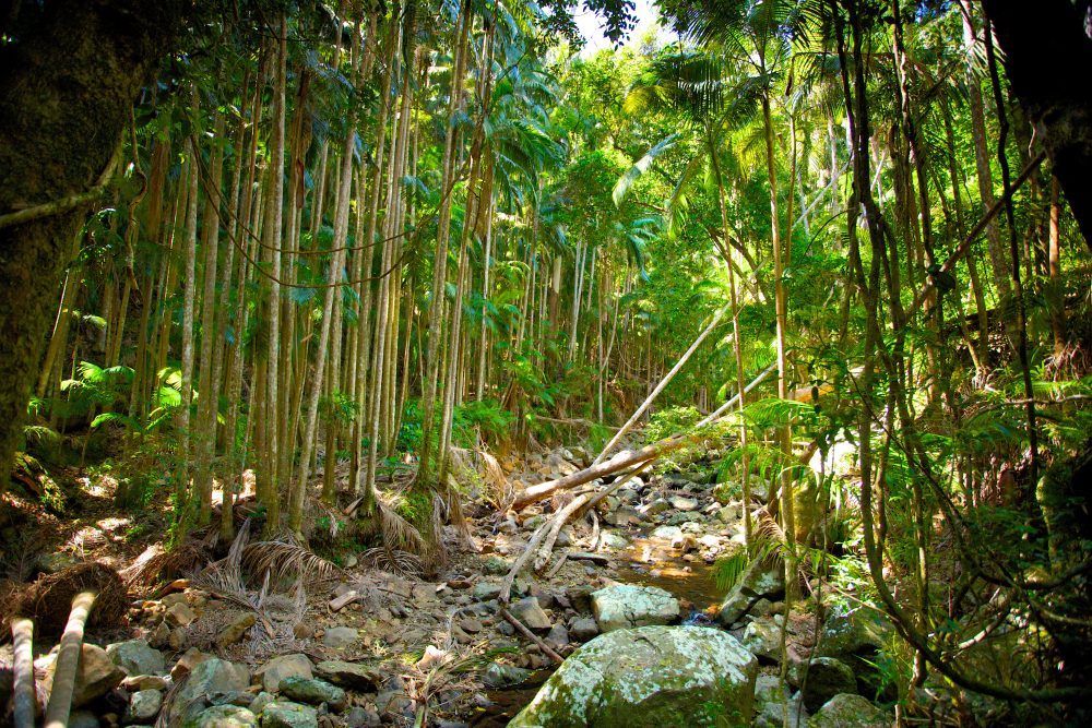 A rocky trail runs through the tropical rainforest of the Tamborine Rainforest Skywalk in the Gold Coast