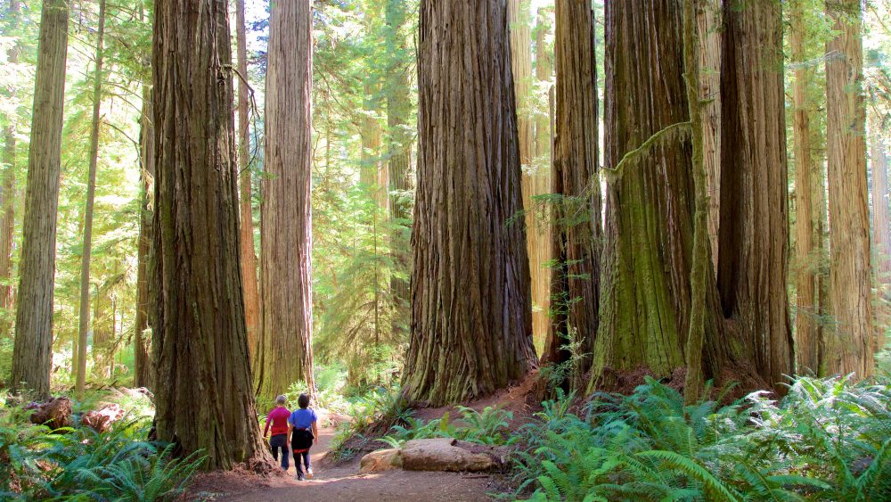 People walking in Redwood National Park