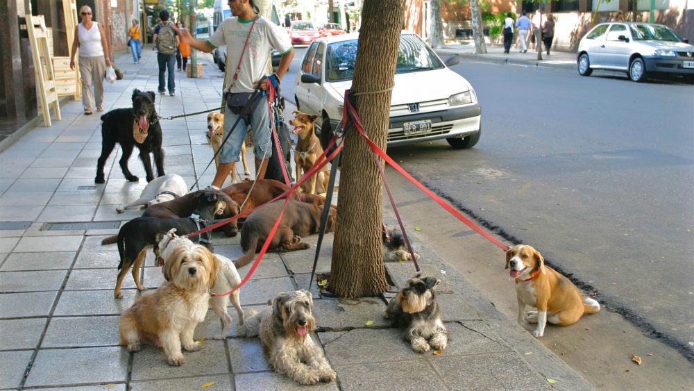 Dog walker with dogs on the street in Old Palermo