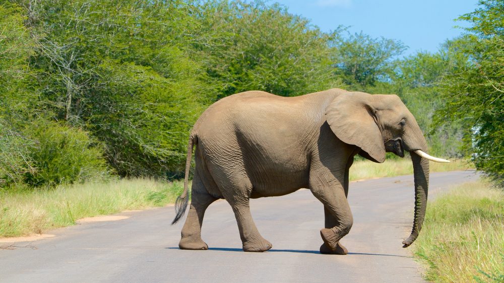 Elephant in Kruger National Park in South Africa
