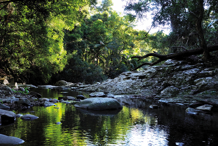 Cougal Cascades in Gold Coast Australia