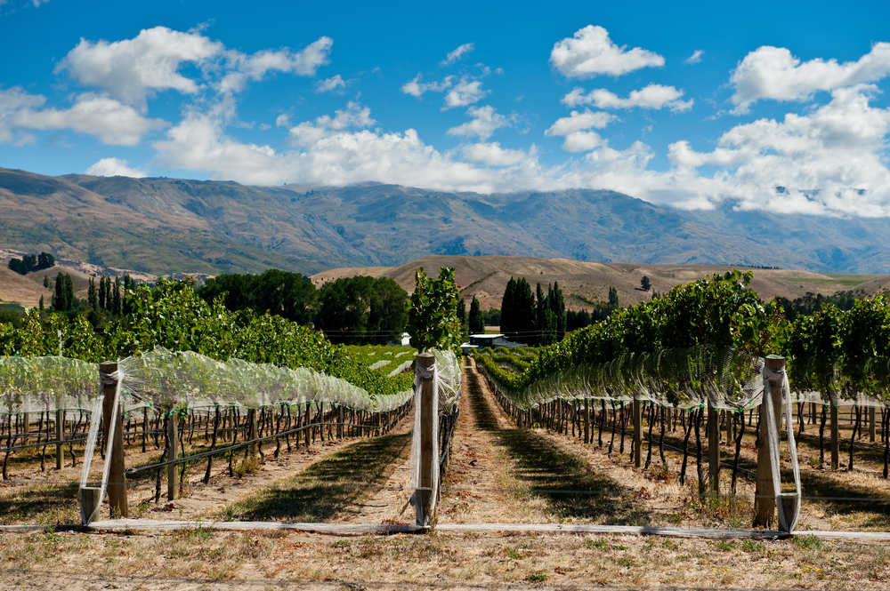 Winery in Gibbston New Zealand