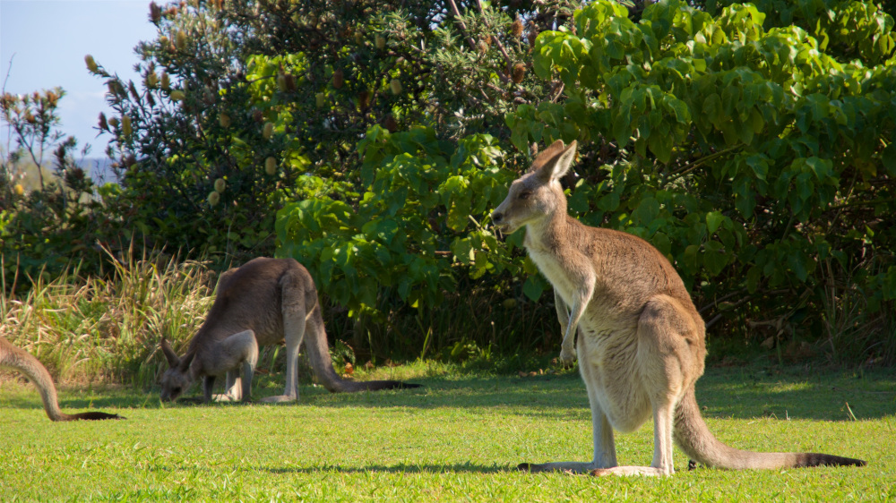 brisbane kangaroo sanctuary