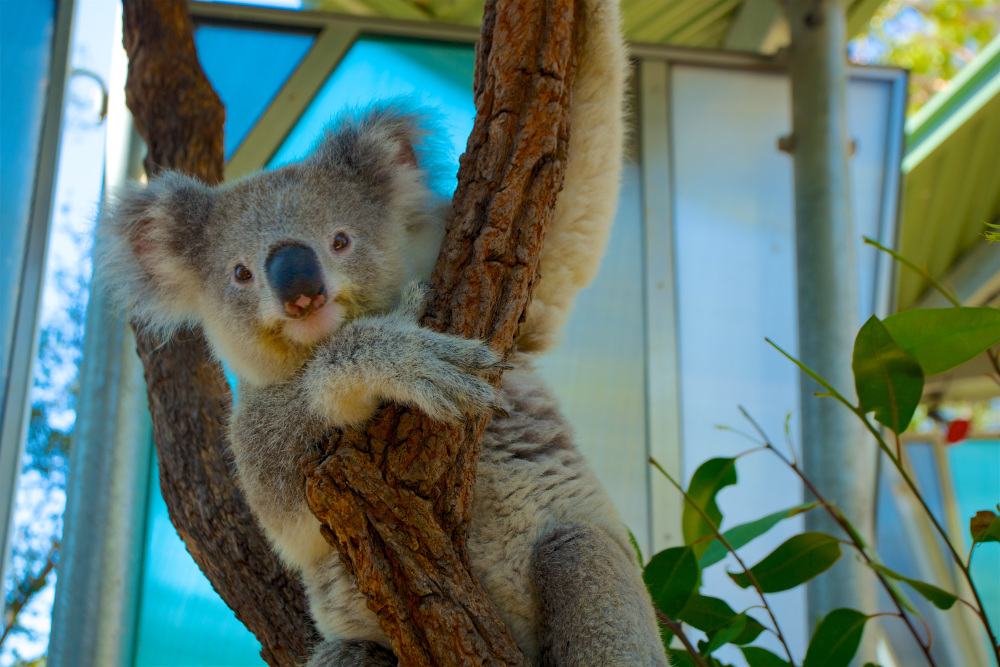 taronga zoo sydney