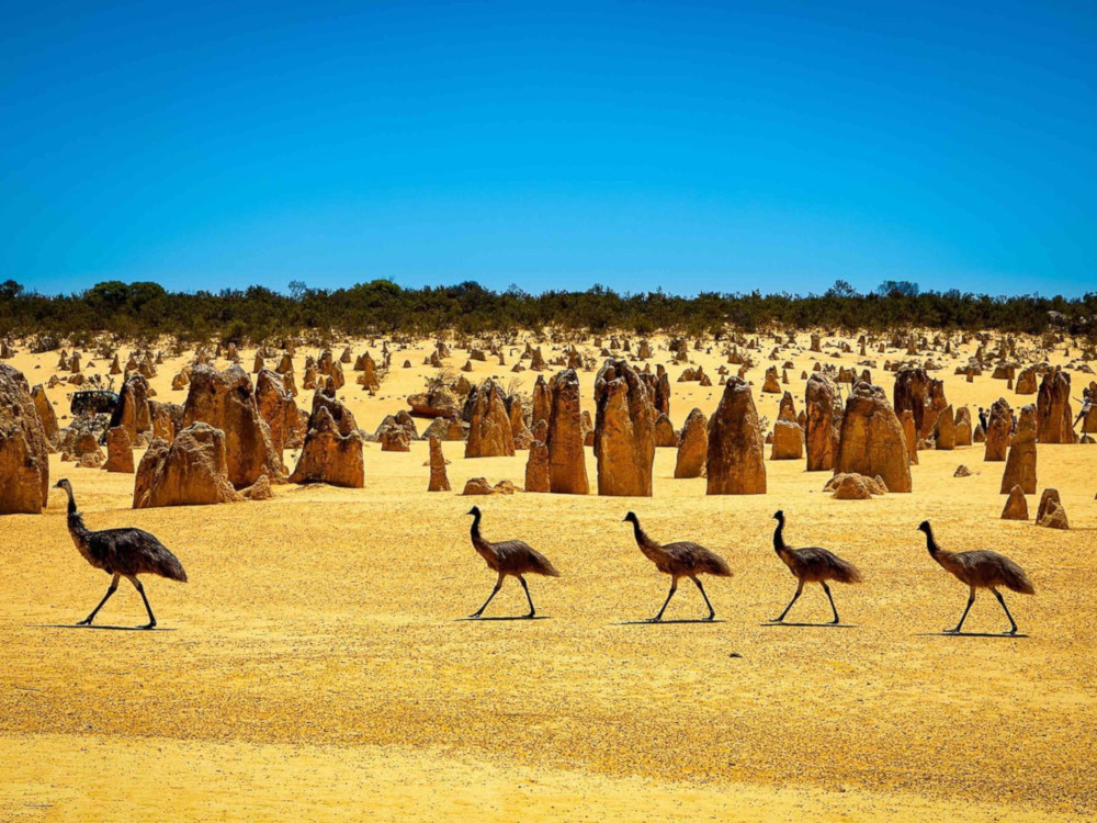 the pinnacles desert