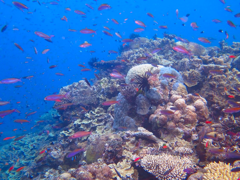 great barrier reef marine park