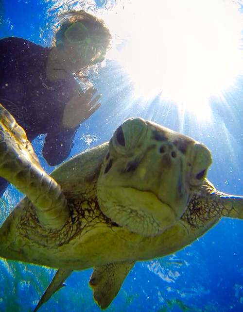 wildlife great barrier reef