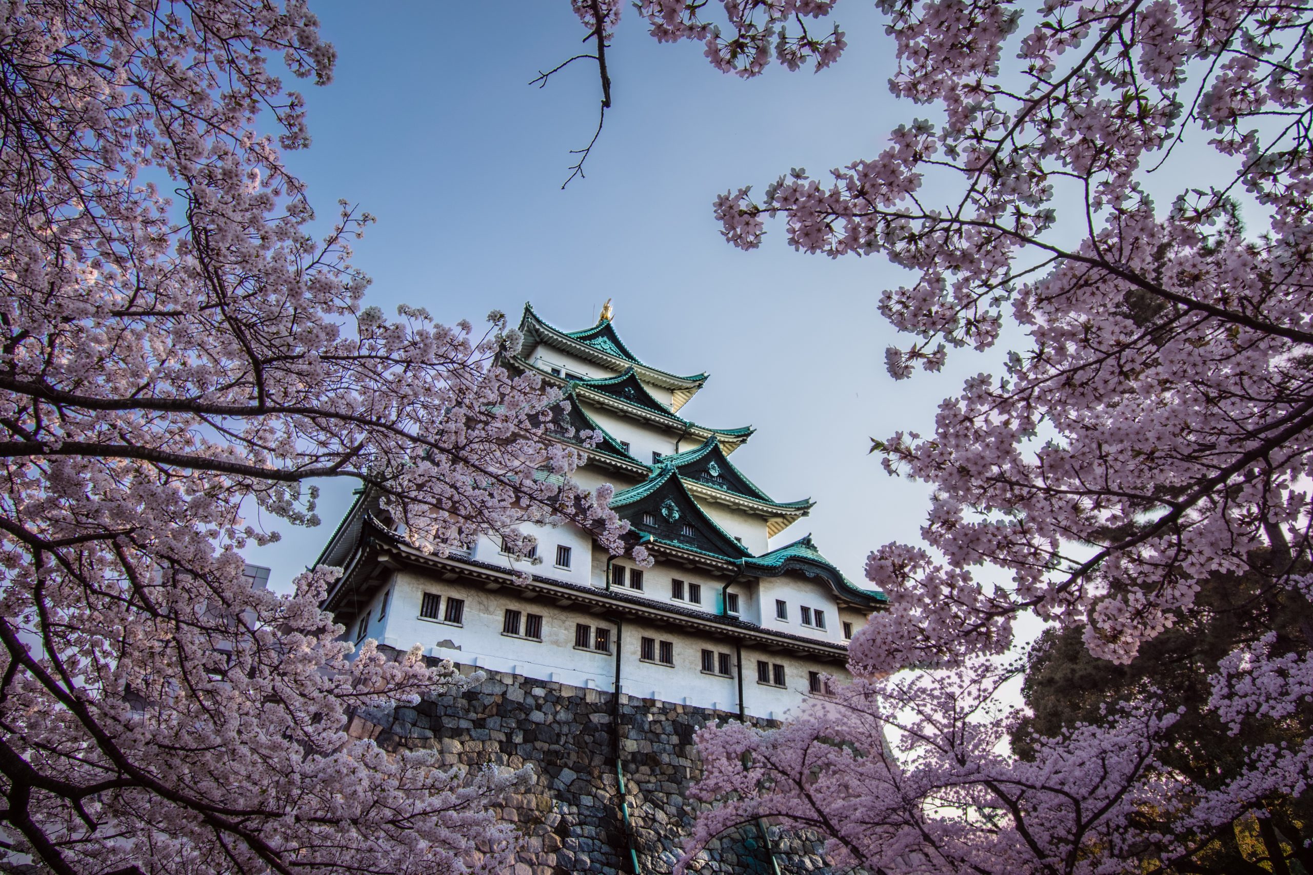 Cherry Blossoms in Nagoya, Japan